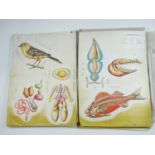 Twelve Italian 3D educational anatomical posters including mammals and insects, circa 1980, 48 cm