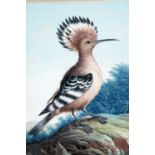 A late 18th / early 19th Century gouache depicting an African Hoopoe bird bearing its crest, card