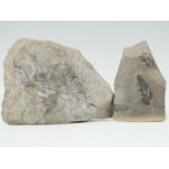 Two carboniferous period fossil ferns, largest 19 x 15 cm