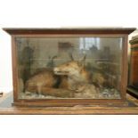 [ Taxidermy ] A 19th Century diorama cased fox, posed curled up, his front paw covering a dead