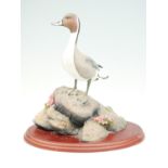 A Border Fine Arts, 'Pintail', 27 cm high