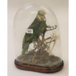 Taxidermy presented and mounted parrot in a naturalistic setting, under a glass dome, 14ins high