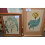 Two antique hand coloured botanical engravings