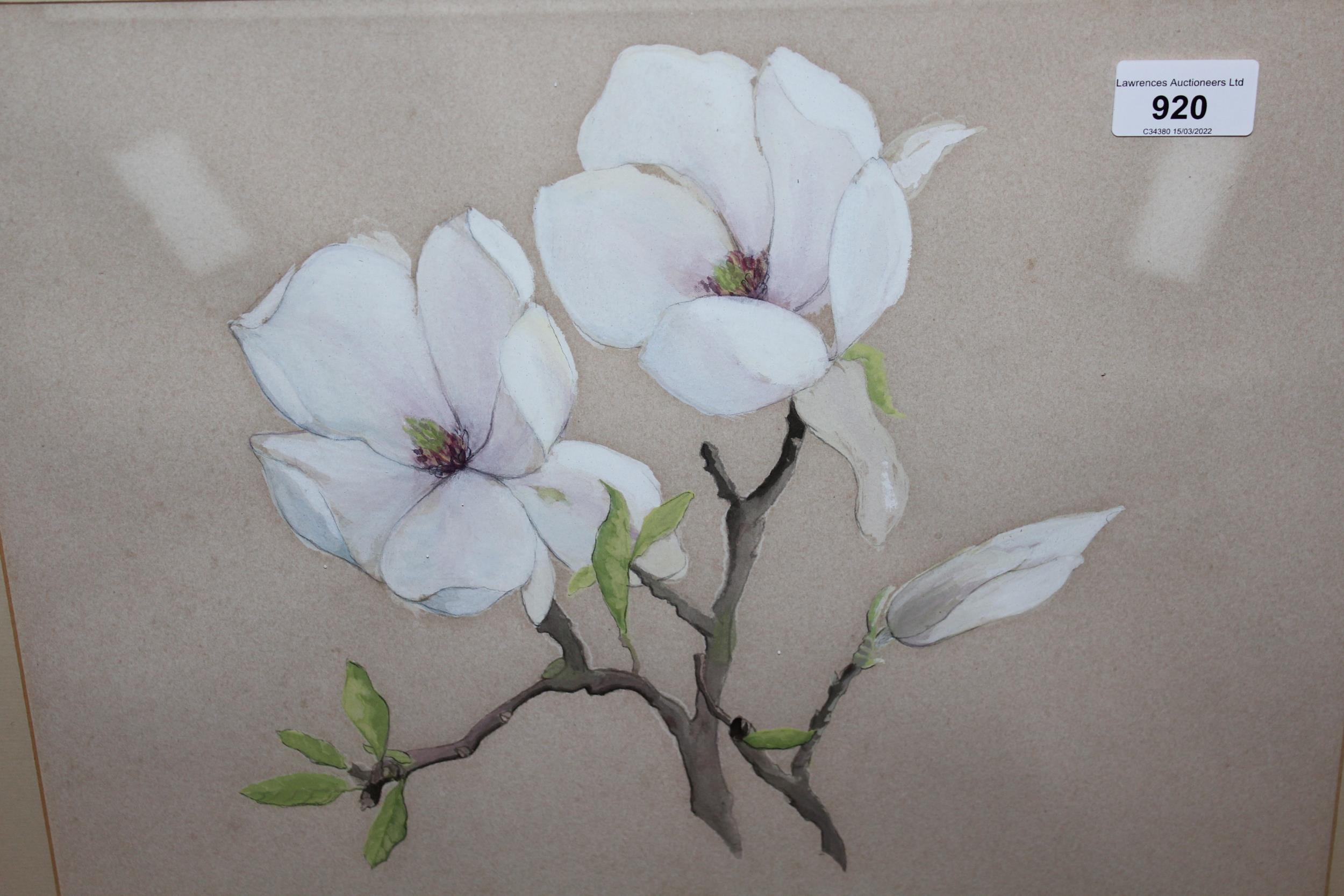 Watercolour, study of magnolia blossom, indistinctly signed, possibly Susan Hillman, 1986, 13ins x