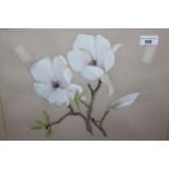 Watercolour, study of magnolia blossom, indistinctly signed, possibly Susan Hillman, 1986, 13ins x