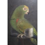 19th Century oil on canvas, loosely laid on board, portrait of a green parrot, signed J. Simson