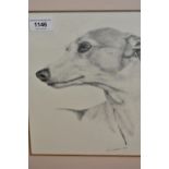 Vic Granger, pencil study of the head of a greyhound, signed and dated 1984, 10ins x 10ins, framed
