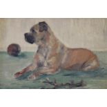 Oil on board, portrait of a bull dog, monogrammed V. W. ( Vernon Ward?), 6.5ins x 9.5ins