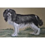 Coloured chalk drawing, portrait of a spaniel, housed in a carved wood frame, 10ons x 14ins