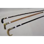 Horn handled silver collared and ebonised shafted walking cane, Malacca walking cane with antler