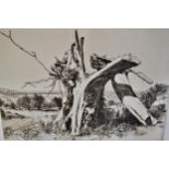 Harold Sayer, artist signed Limited Edition etching, ' Old Jolly's Wych Elm ', 9ins x 11.5ins,