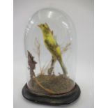 Preserved and mounted canary beneath a glass display dome, 9ins high approximately