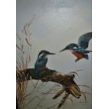 Tony Clark, late 20th Century oil on canvas of kingfishers, framed, 20ins x 16ins