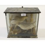Taxidermy pair of corncrakes, housed in a glazed cabinet, circa 1900