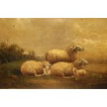 19th Century English school, pair of oil paintings on canvas, studies of sheep in a barn and sheep