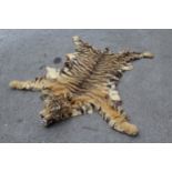 Early 20th Century taxidermy tiger skin, measures 63ins from nose to tip of remaining tail