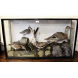 Large cased taxidermy group of wildfowl in naturalistic setting, 23ins high x 41ins wide x 10.5ins