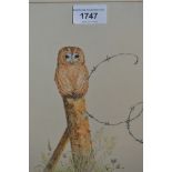 Anne Hillman, two watercolours, studies of an owl and blue tits, signed and gilt framed