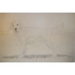 Elizabeth Sison, pencil drawing, study of a dog, 20ins x 35ins approximately, signed and dated 1986,