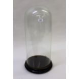 19th Century glass dome on circular ebonised base, 24ins high