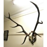 Taxidermy: Pair of mounted ten point stag antlers