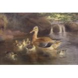 DAVID GEORGE STEELL (1856-1930) A MALLARD HEN WITH DUCKLINGS Signed and dated 1906, oil on canvas 24