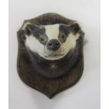 MOUNTED BADGER a Badger head mounted on an oak shield, also with a Chinese Water Deer, on the wooden