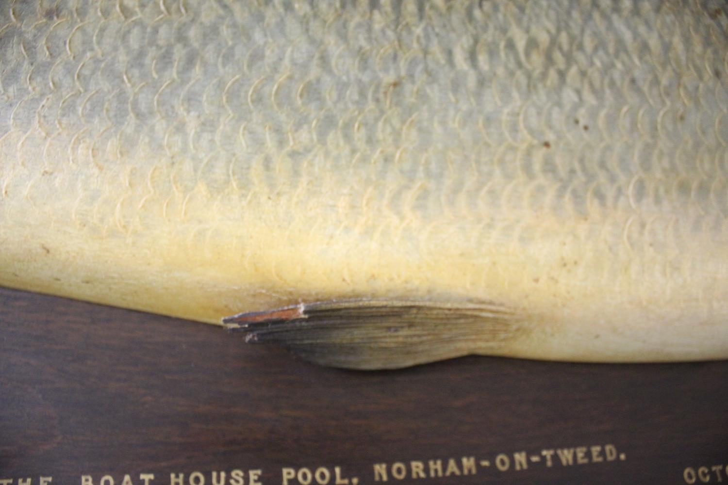 CARVED & PAINTED HALF BLOCK MODEL OF A SALMON - NORHAM ON TWEED, 1922 a large and impressive painted - Image 11 of 25