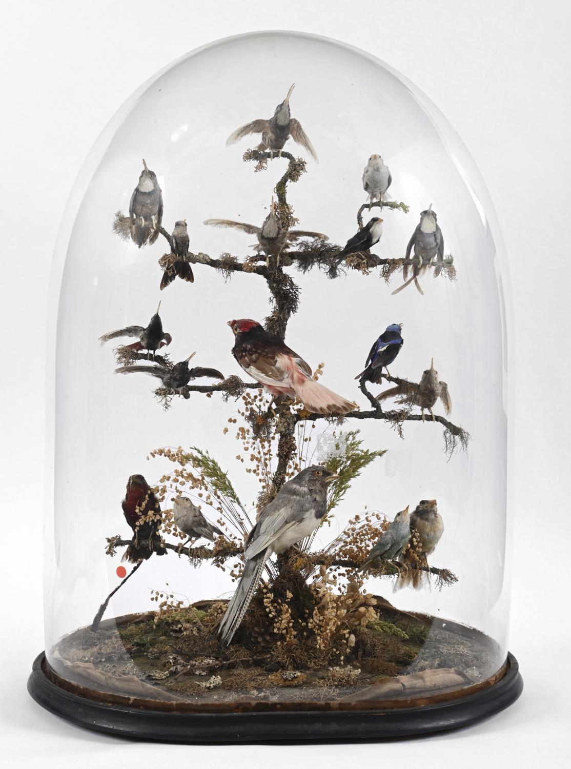 VICTORIAN CASED BIRDS & GLASS DOME - DIORAMA a large display of exotic stuffed birds including
