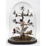 VICTORIAN CASED BIRDS & GLASS DOME - DIORAMA a large display of exotic stuffed birds including