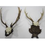 STAGS ANTLERS a set of 8 point antlers and skull, mounted on a wooden shield (probably continental).