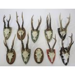 MOUNTED ROE DEER ANTLERS & SKULLS 10 specimens mounted on wooden shields (some with red and green