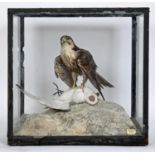 ROWLAND WARD - CASED PEREGRINE FALCON circa 1950, a full mount of a Peregrine Falcon with its