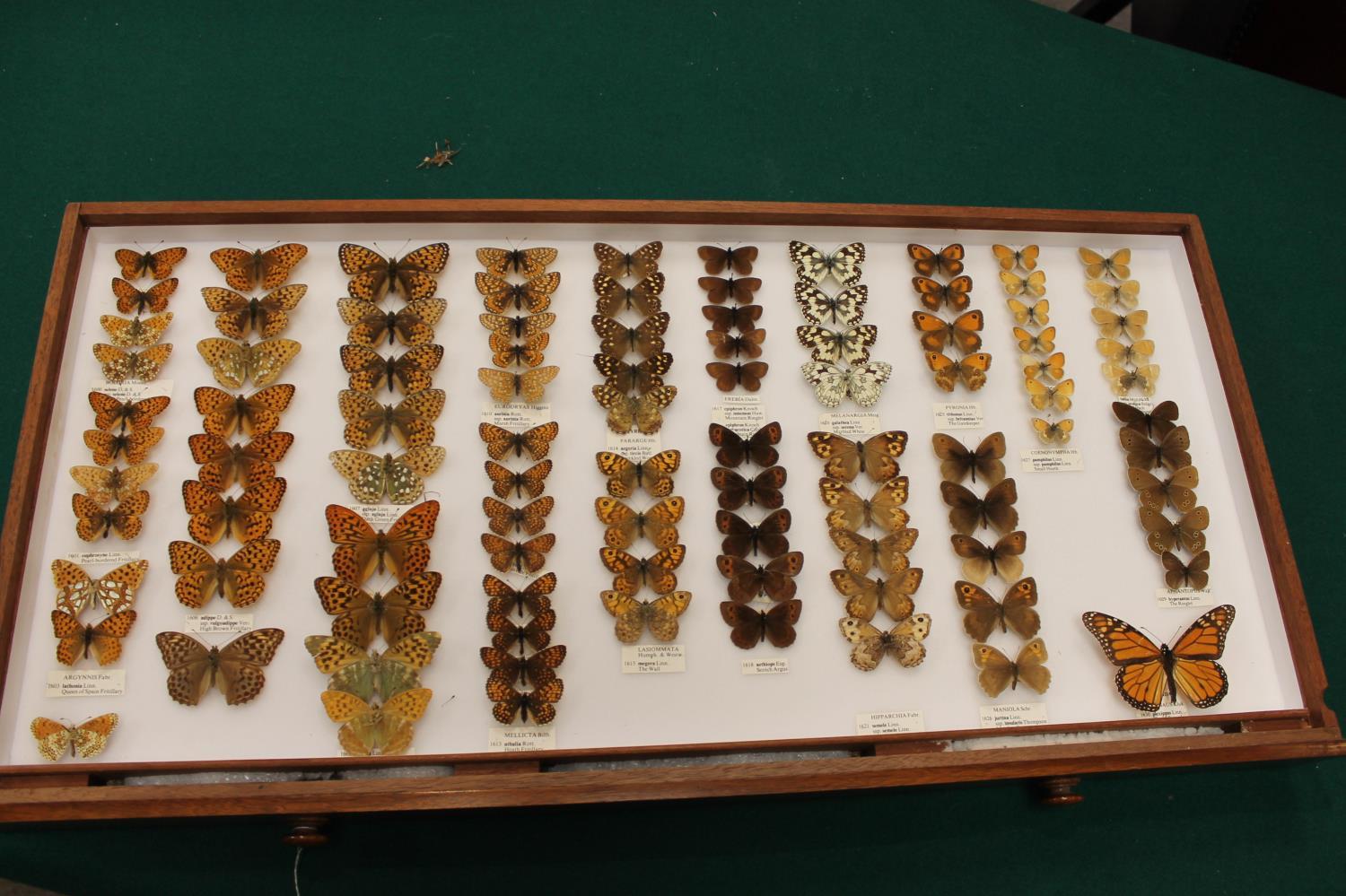 COLLECTORS CABINET BY WATKINS & DONCASTER - BUTTERFLIES & MOTHS a walnut collectors cabinet with - Image 11 of 23