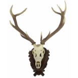 MOUNTED RED DEER STAG ANTLERS & SKULL - EDWARD KETTNER a large 11 point Stags antlers and skull,