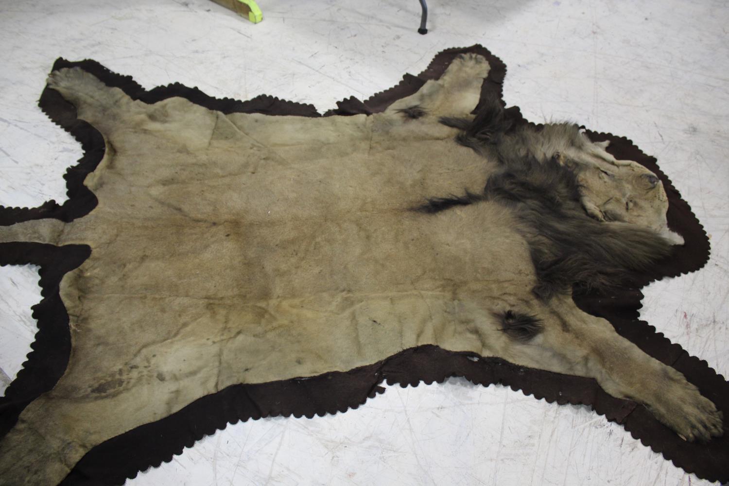 PETER SPICER & SONS - LION SKIN a full mounted flat Lion skin, mounted on a material backing. With a - Image 10 of 11