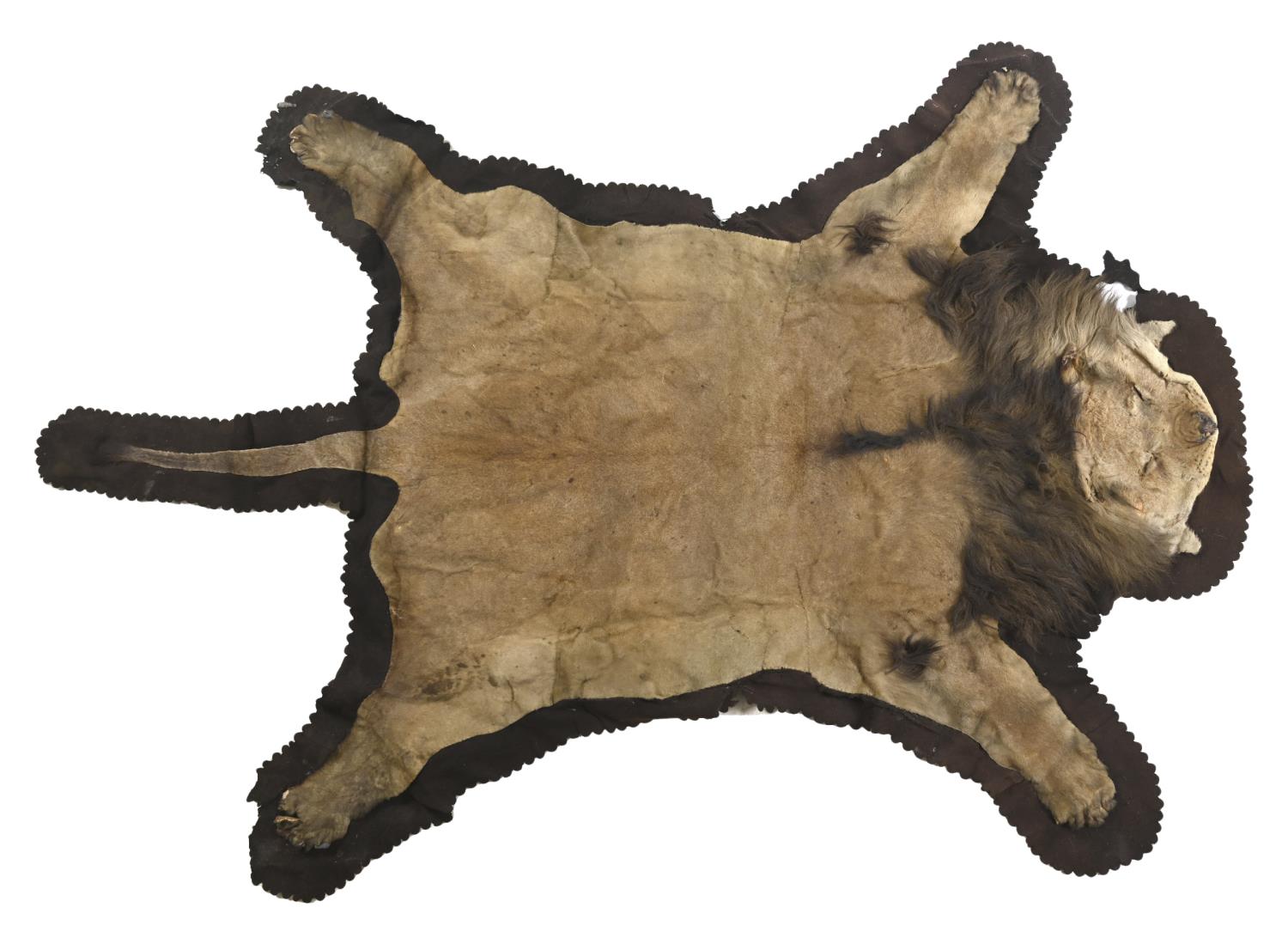 PETER SPICER & SONS - LION SKIN a full mounted flat Lion skin, mounted on a material backing. With a