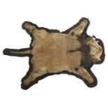 PETER SPICER & SONS - LION SKIN a full mounted flat Lion skin, mounted on a material backing. With a