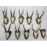 MOUNTED ROE DEER ANTLERS & SKULLS 10 specimens mounted on wooden shields, each with labels to the