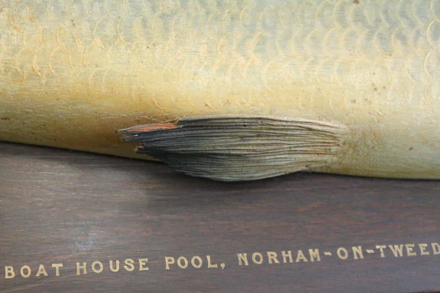 CARVED & PAINTED HALF BLOCK MODEL OF A SALMON - NORHAM ON TWEED, 1922 a large and impressive painted - Image 18 of 25