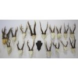 ROE DEER ANTLERS & SKULLS a large qty of Roe Deer antlers and skulls, not mounted on shields. One