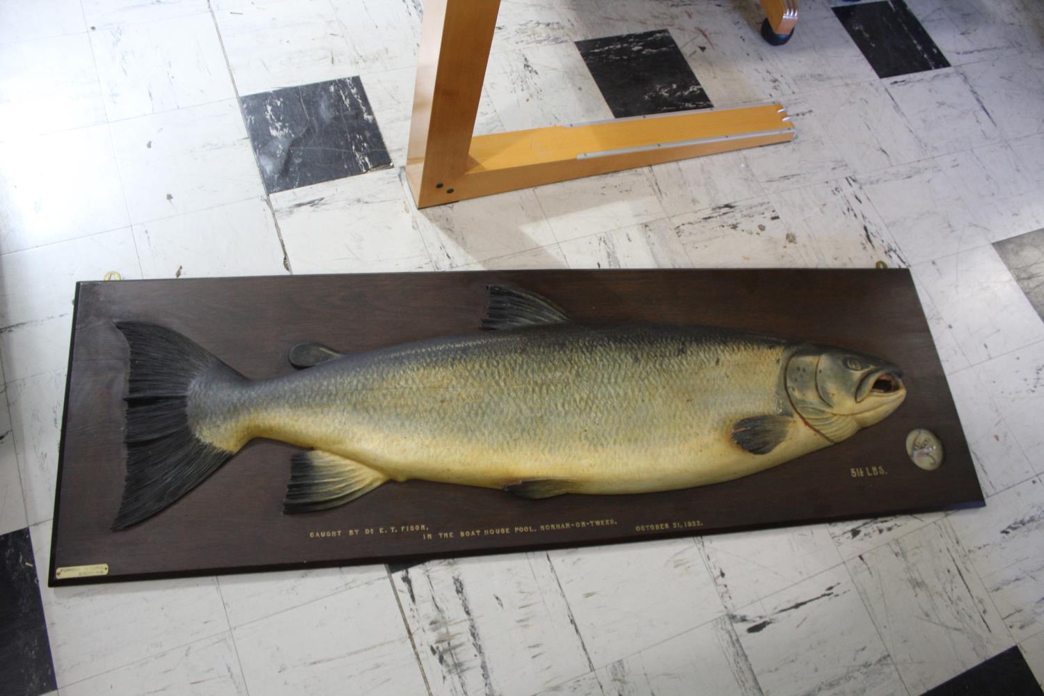 CARVED & PAINTED HALF BLOCK MODEL OF A SALMON - NORHAM ON TWEED, 1922 a large and impressive painted - Image 17 of 25