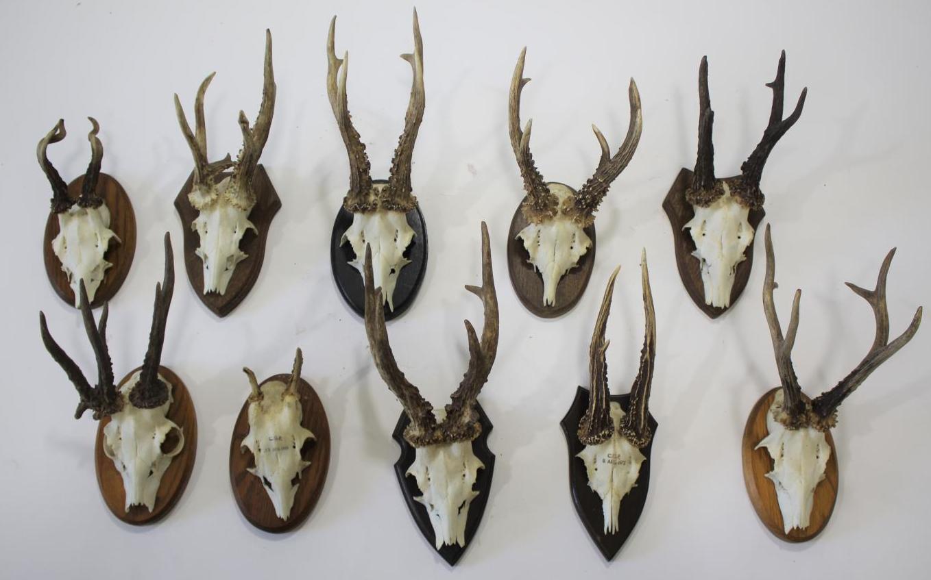MOUNTED ROE DEER ANTLERS & SKULLS 10 mounted specimens on wooden shields, all with labels on the