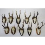 MOUNTED ROE DEER ANTLERS & SKULLS 10 mounted specimens on wooden shields, all with labels on the