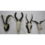 SETS OF MOUNTED ANIMAL SKULLS & HORNS including a Scottish Wild Goat skull and horns (label for
