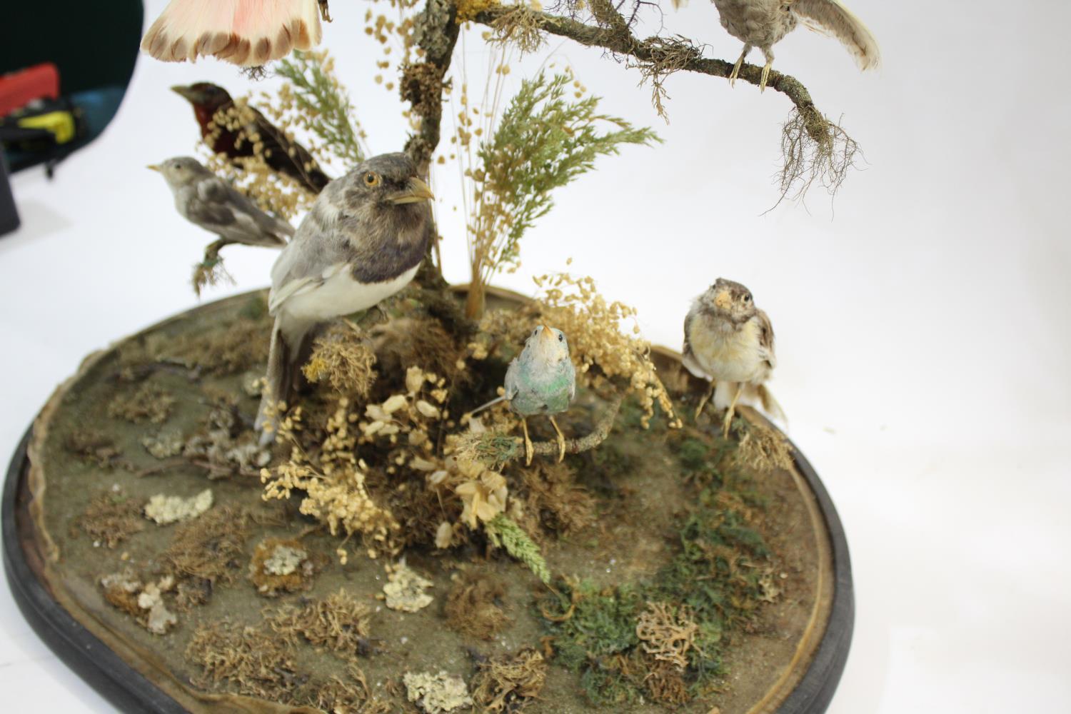 VICTORIAN CASED BIRDS & GLASS DOME - DIORAMA a large display of exotic stuffed birds including - Image 9 of 10