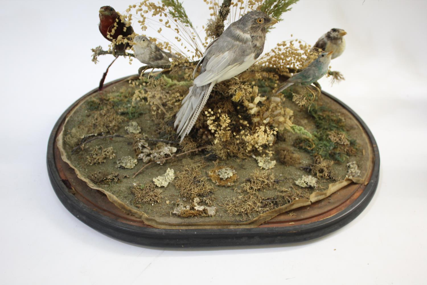 VICTORIAN CASED BIRDS & GLASS DOME - DIORAMA a large display of exotic stuffed birds including - Image 10 of 10