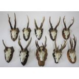 MOUNTED ROE DEER ANTLERS & SKULLS 10 specimens mounted on wooden shields, all with labels to the