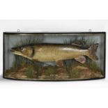FISH - LARGE CASED PIKE probably by Homer, a large Pike in a bow front glazed and wooden case.