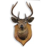 MOUNTED STAGS HEAD a nine point Red Deer Stag's head, mounted on a wooden shield.
